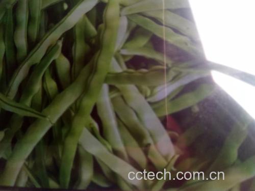 绿扁豆特写图