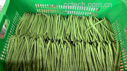 新鲜无筋豆特写