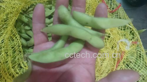 白扁豆实物图