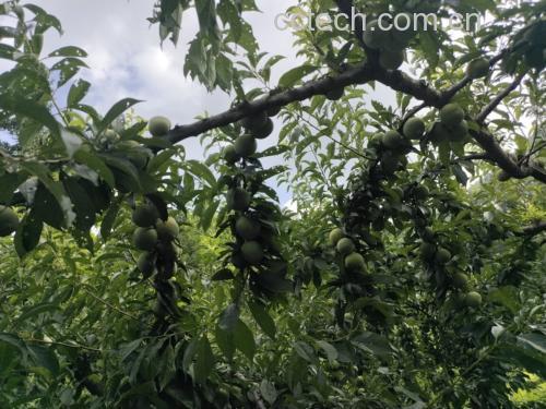 青脆李子果园采摘图