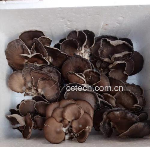 有机硒平菇粉包装与检测报告示意图