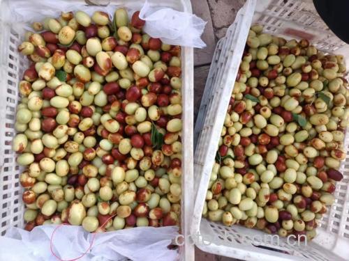 马齿苋与鲜枣的食材图