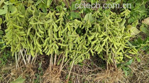 蚕豆种植田间图