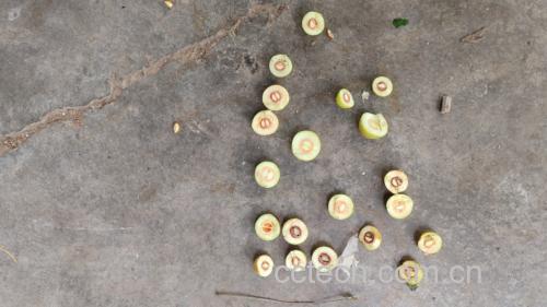 鲜枣去核与压碎过程