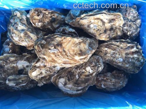 冷藏保存的烤生蚝放入密封盒中