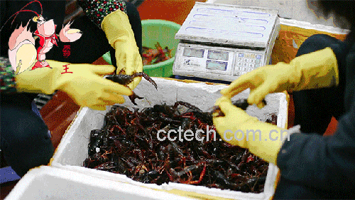 小龙虾培训现场展示