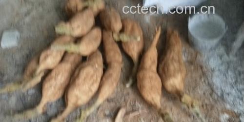 葛根与腌制蔬菜对比图
