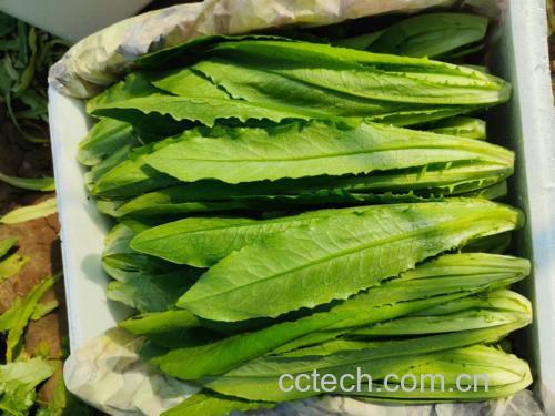 绿色蔬菜健康食用建议
