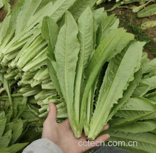 油菜与油麦菜维生素含量对比图
