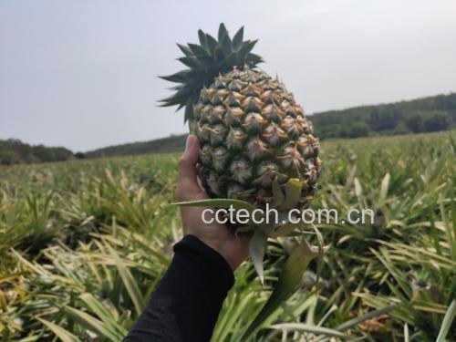 野菠萝果实在水中煮沸的画面