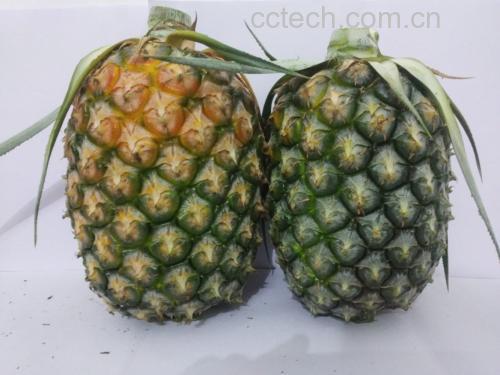 成熟菠萝与未成熟菠萝对比