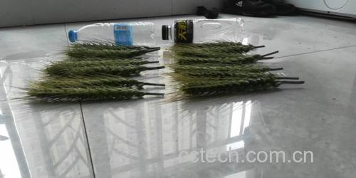 百合泡水的推荐用量