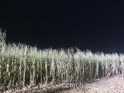 一位成年人在夜晚安静的客厅中饮用甘蔗水，背景为柔和灯光