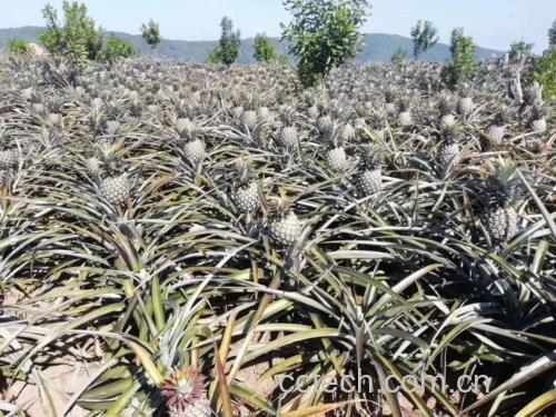 菠萝种植园实景