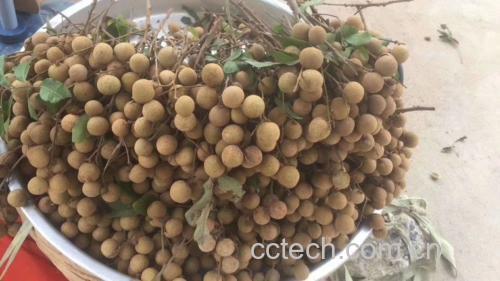 桂圆与荔枝的搭配