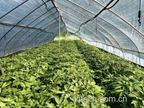 人参种植基地实景