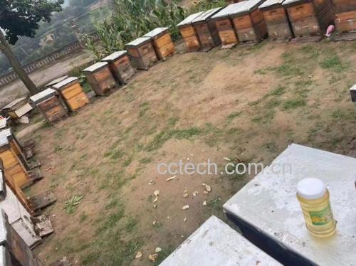 蜂蜜泡酒成品展示图,瓶身标签标注“槐花蜜泡酒”,背景为自然田园风光