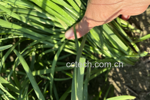 韭菜与淘米水搭配使用的家庭护理场景