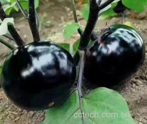 茄子处理前的清洗与去蒂
