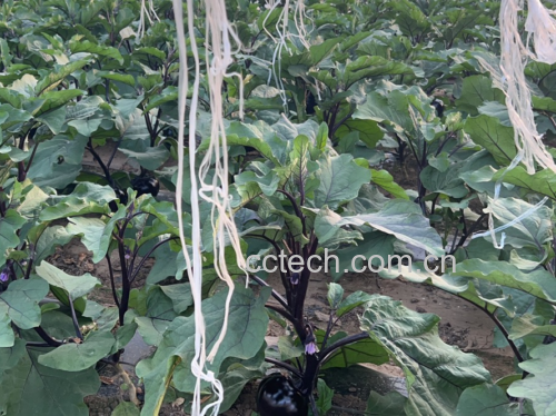 茄子田间种植实景图
