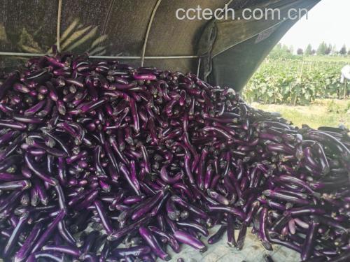 判断茄子是否可食用的示意图