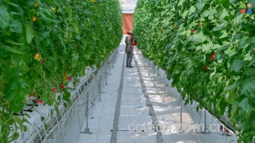 圣女果种植园