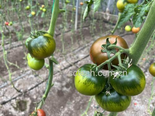 生菜番茄榨汁过程图