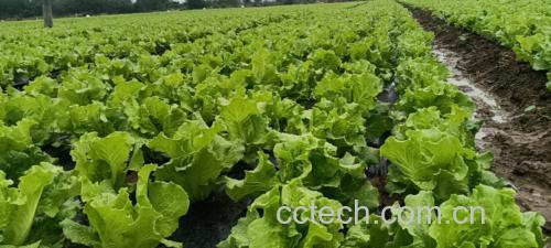 生菜与番茄榨汁成品图