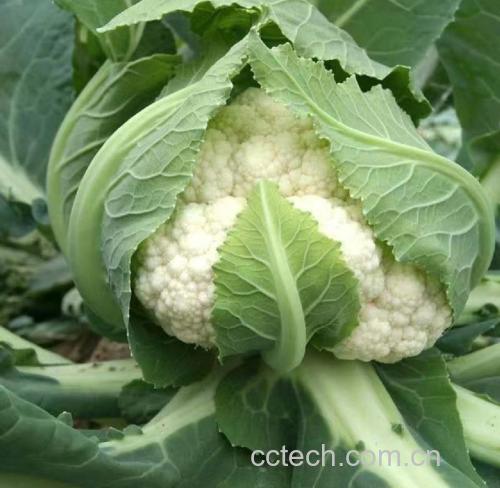 厨房中替代菜花的健康食材拼盘
