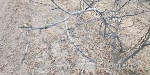 植物健康生长对比图