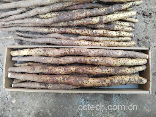 鸽子与山药的食材搭配图