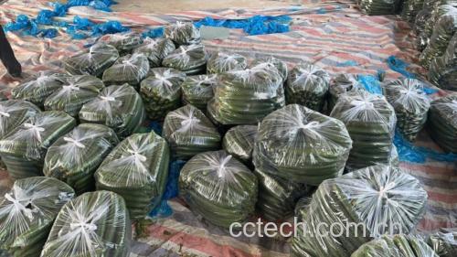 黄瓜在超市货架上的摆放场景