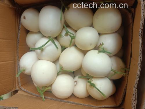 甜瓜切丝后与香菜、辣椒等调料拌匀的凉菜