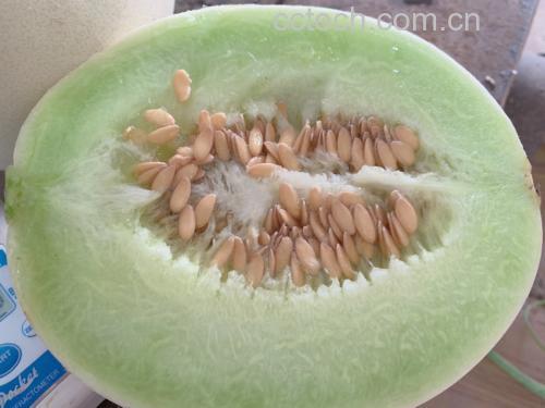 玉菇甜瓜果肉结构示意图