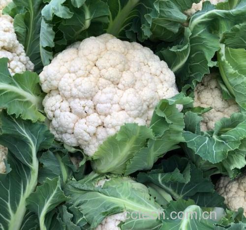 野菜蒸松花菜成品装盘点缀