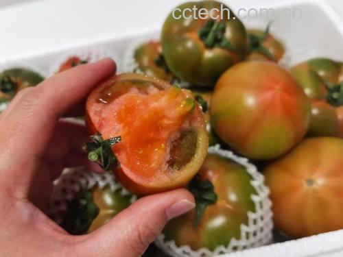 桥本甲状腺炎与西红柿的对比图