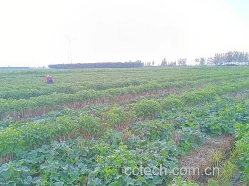 富硒绿宝甜瓜种植基地实景图
