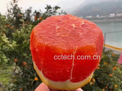 橙子切开露出果肉