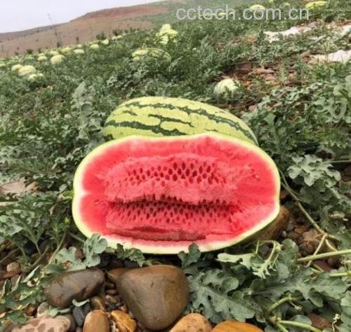 白里透红西瓜种植地