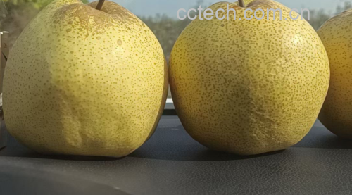 酥梨不同品种对比图