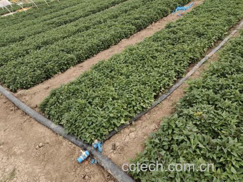 红薯种植田间管理图