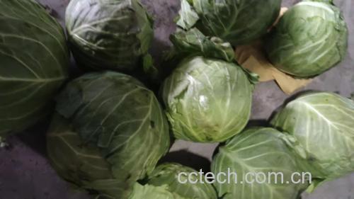 中甘甘蓝烹饪图