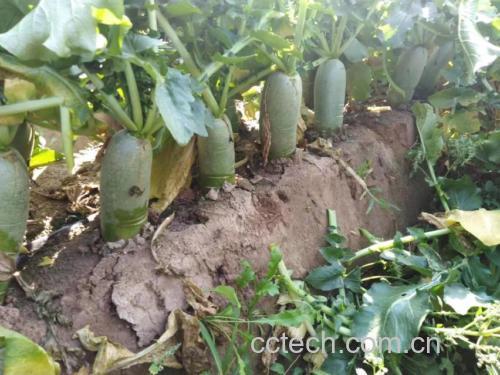 地萝卜与水果、蔬菜的对比图