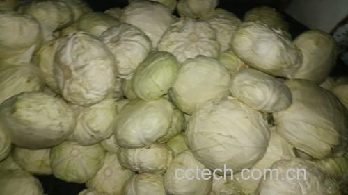 包菜与圆生菜对比图
