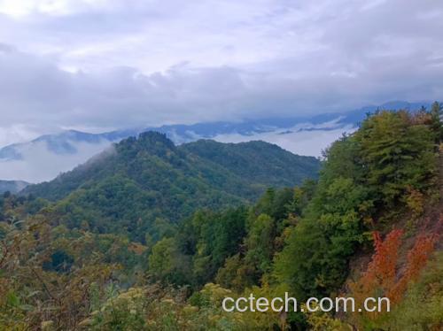 黑玛卡种植地实景图