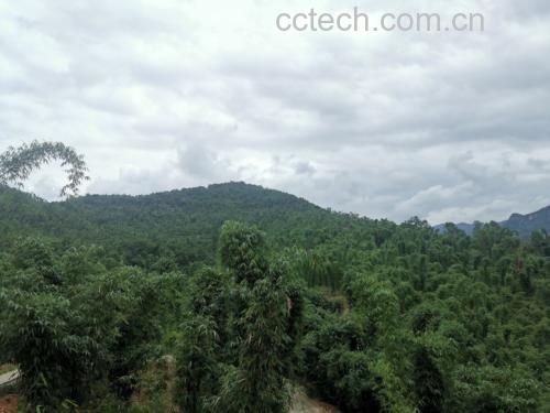 秘鲁安第斯山脉的黑玛卡种植地