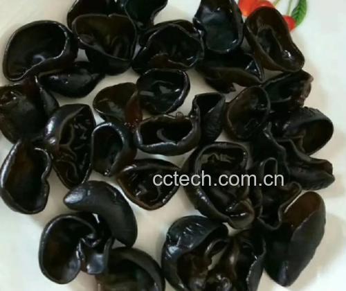 秋木耳泡发与烹饪过程
