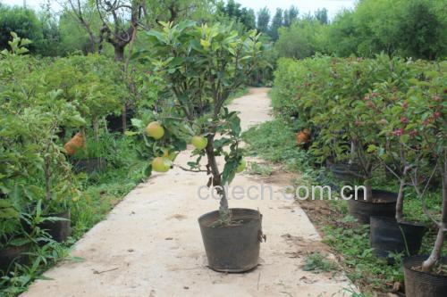 红肉苹果种植园实景图