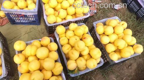 油桃和黄桃对比图