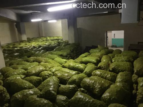 青皮核桃保存方式示意图